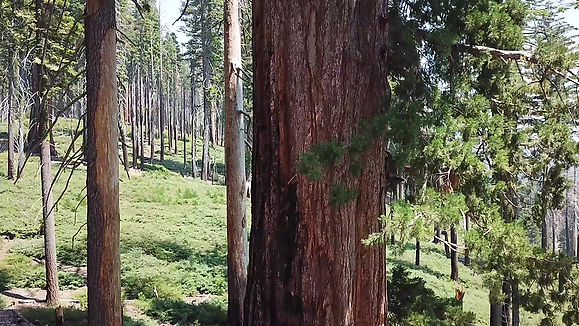 Aerial | Giant Sequoias 4K